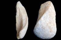 Grammatodon humbertina